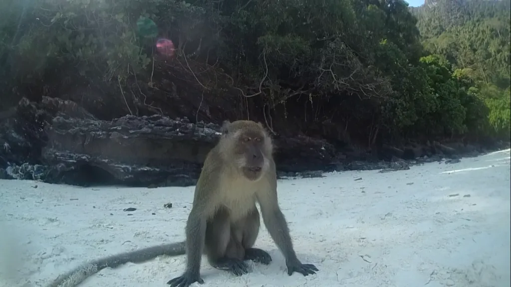 Monkey beach