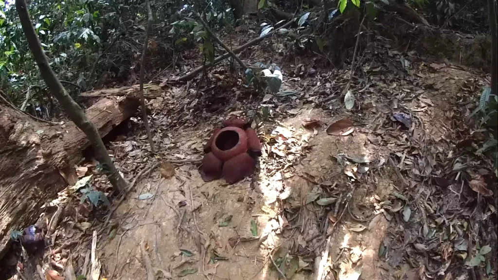 Rafflesia — největší květ na světě